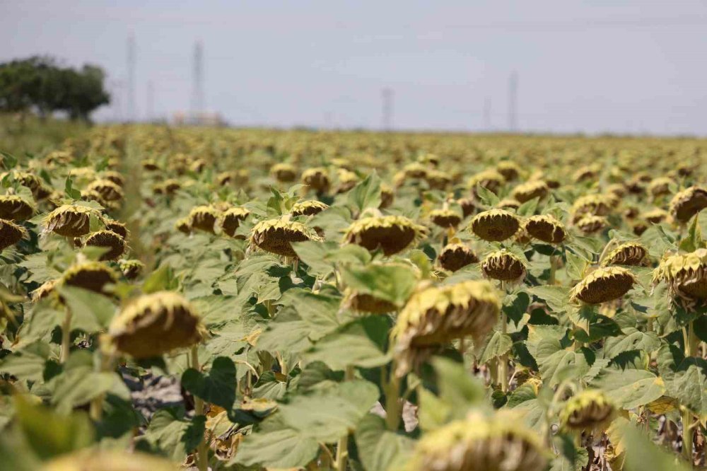 Konya Ovası ayçiçek üretiminde ikinci büyük merkez oldu