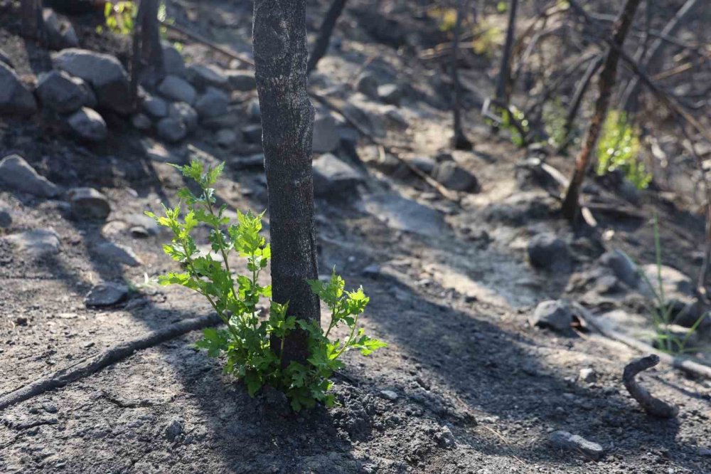 Doğa kendini yeniliyor