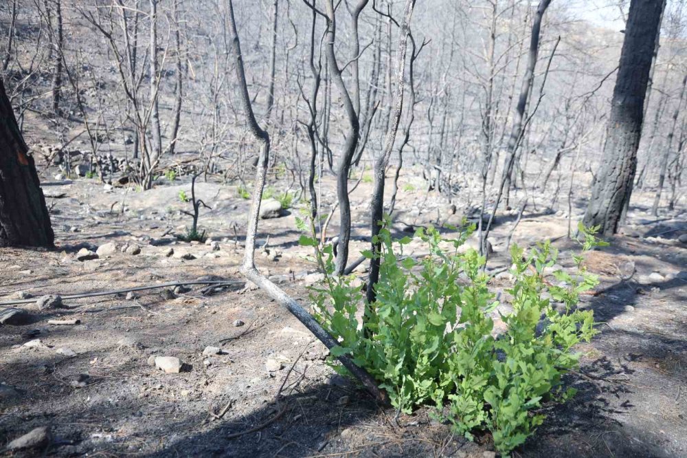 Doğa kendini yeniliyor