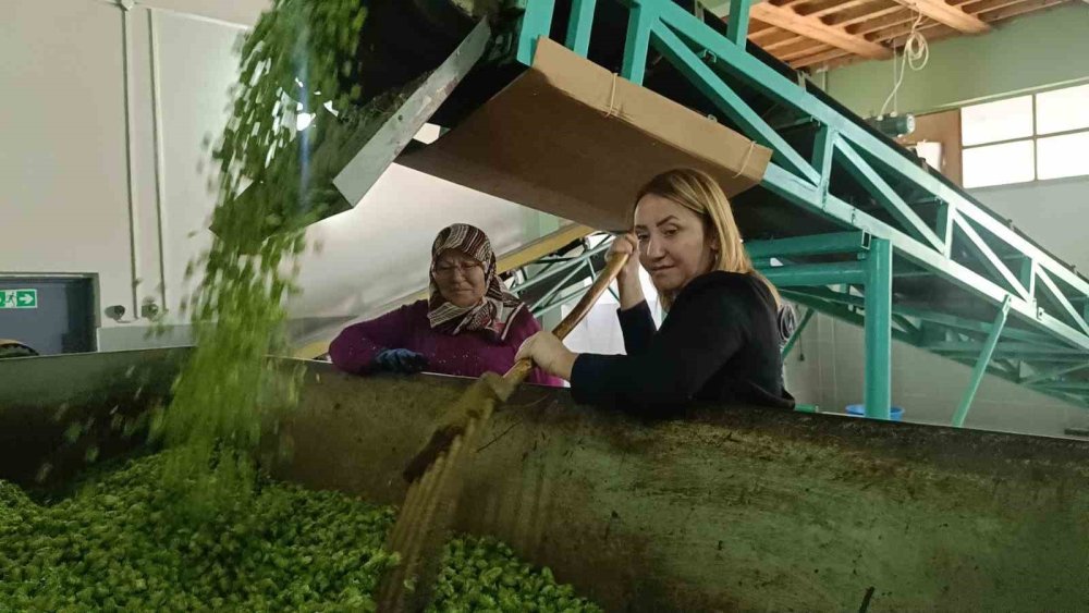 ’Yeşil altın’ şerbetçiotunun hasadı başladı