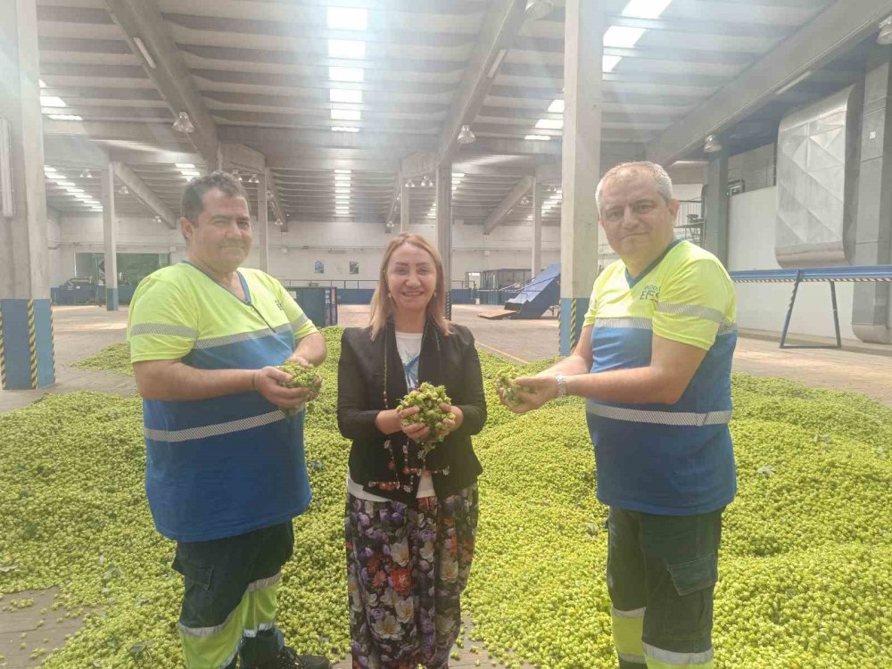’Yeşil altın’ şerbetçiotunun hasadı başladı