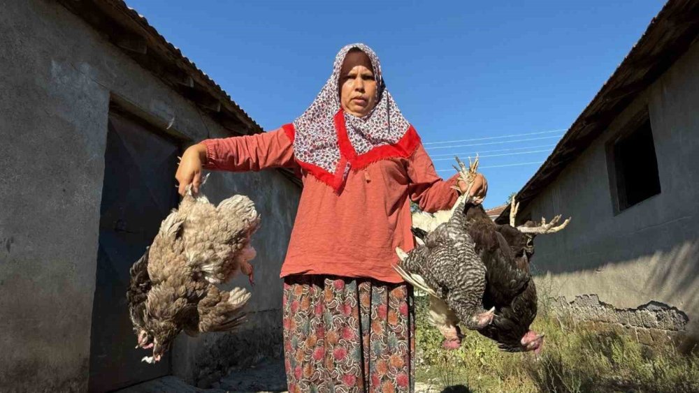 Sahipsiz köpekler 22 yıllık emeği bir gecede yok etti