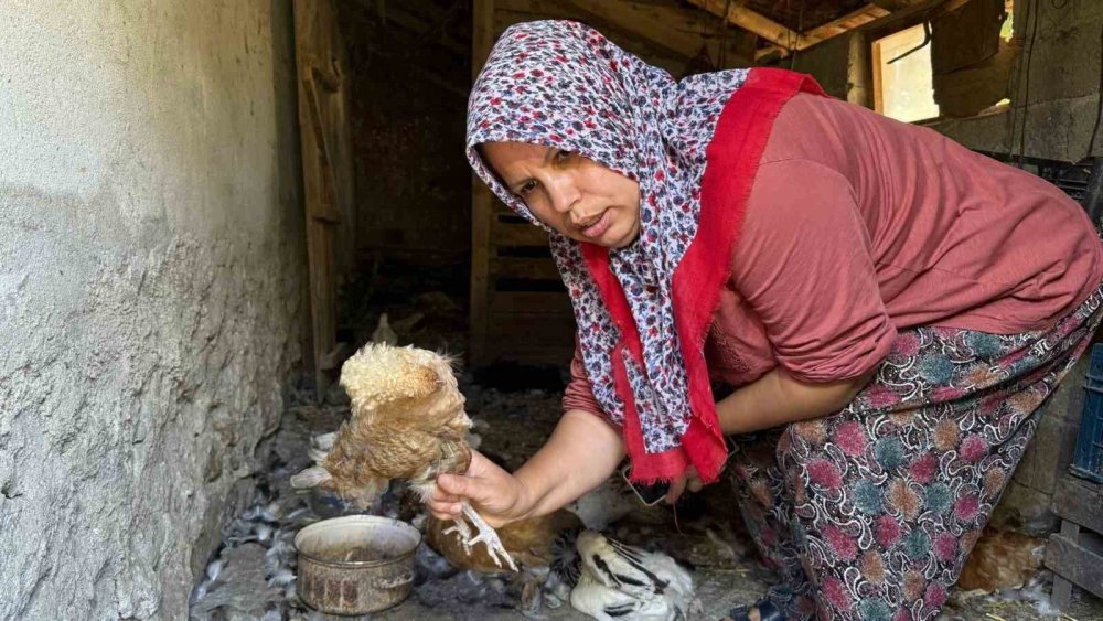 Sahipsiz köpekler 22 yıllık emeği bir gecede yok etti
