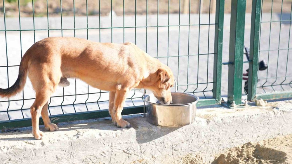 Valiliğin talimatı sonrası sahipsiz hayvanlar toplanmaya başlandı