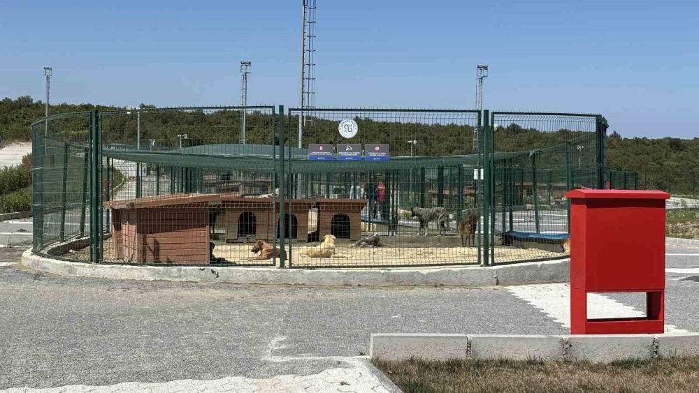 Valiliğin talimatı sonrası sahipsiz hayvanlar toplanmaya başlandı