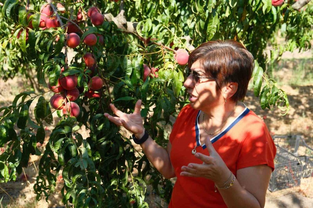 120 çeşit şeftali denemesi: Bursa yeniden şeftaliyle anılacak