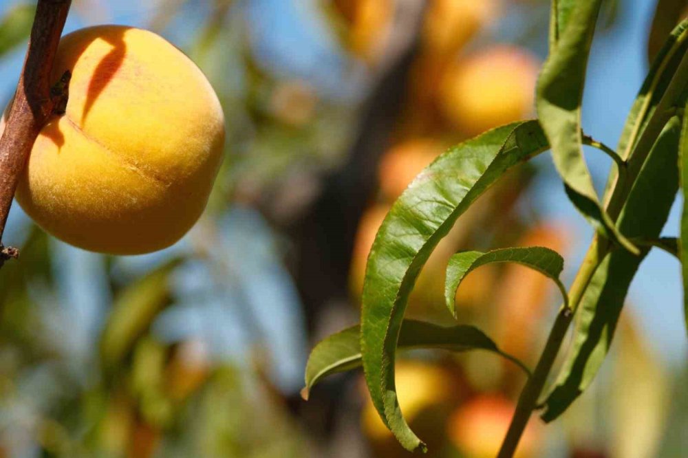120 çeşit şeftali denemesi: Bursa yeniden şeftaliyle anılacak