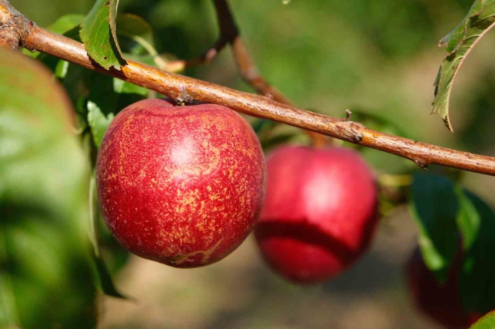 120 çeşit şeftali denemesi: Bursa yeniden şeftaliyle anılacak