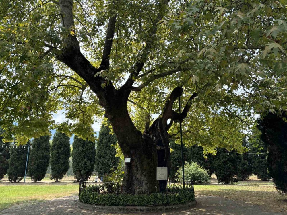 930 Yıllık Çınar Ağacı Bölgenin Yaşayan Hafızası Oldu