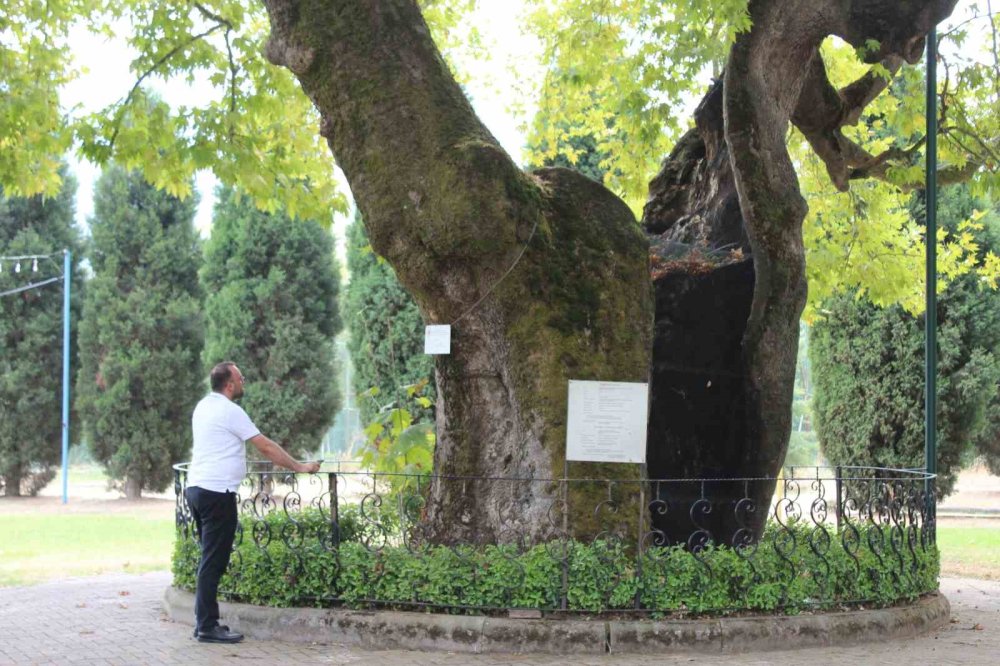 930 Yıllık Çınar Ağacı Bölgenin Yaşayan Hafızası Oldu