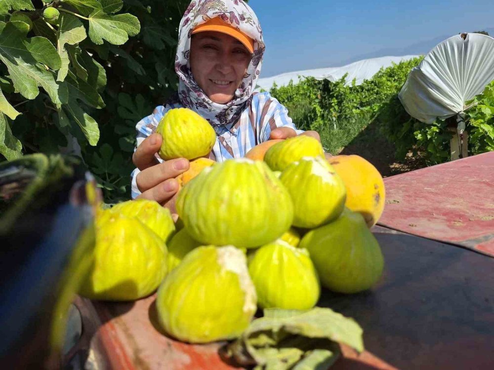 Ev kadınlarının yeni gözdesi: İncir cipsi