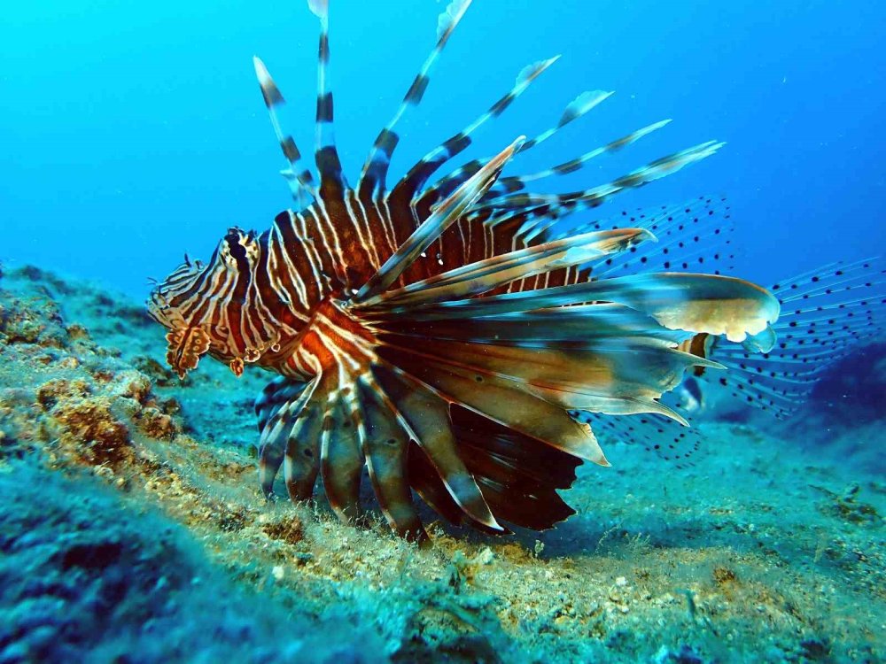 Akdeniz’in korkulu rüyası olan zehirli istilacı tür yok olmaya başladı