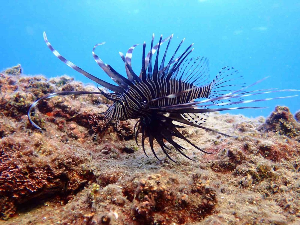 Akdeniz’in korkulu rüyası olan zehirli istilacı tür yok olmaya başladı