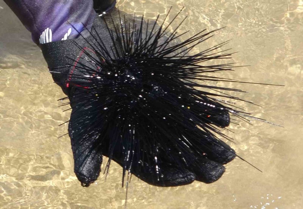 Akdeniz’in korkulu rüyası olan zehirli istilacı tür yok olmaya başladı