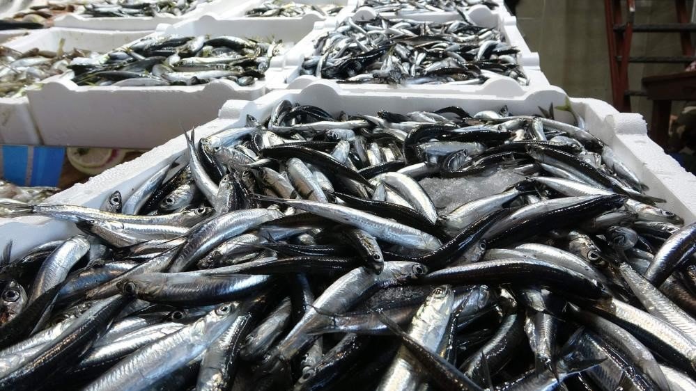 Balıkçılar sezona hamsi ve istavrit bolluğuyla girecek