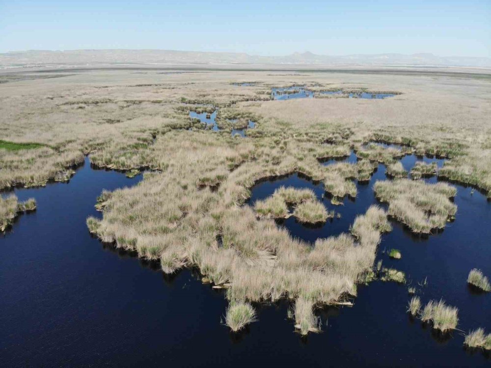 Kuş cenneti, tilki yuvası oldu