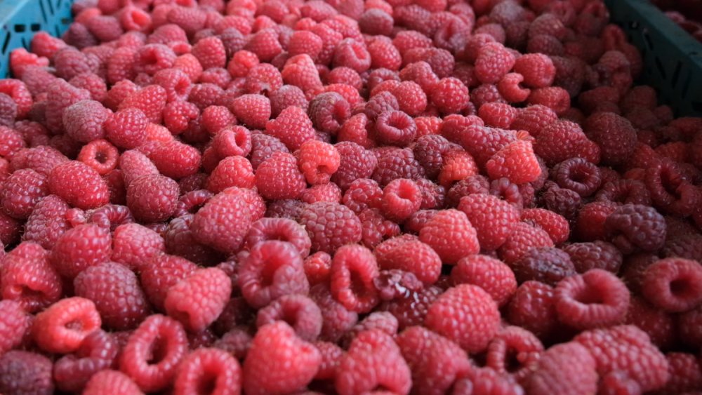 Ahududunun başkentinde yüzde 70 kayıp