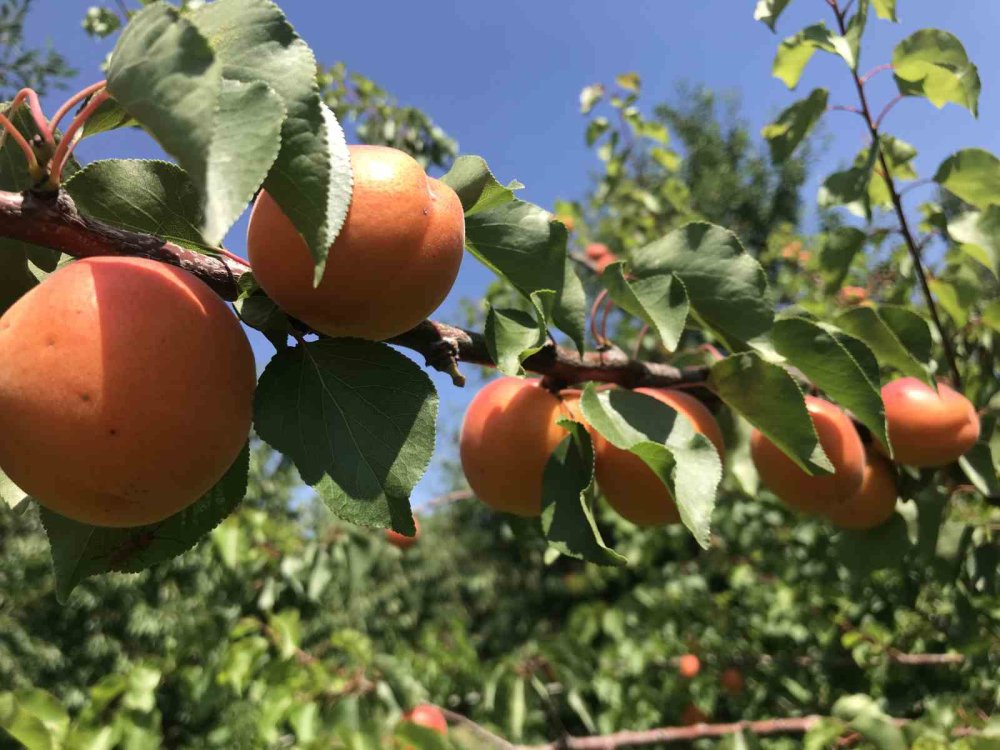 Yaş meyve ve sebze ihracatçıları kur dengesizliğinden şikâyetçi