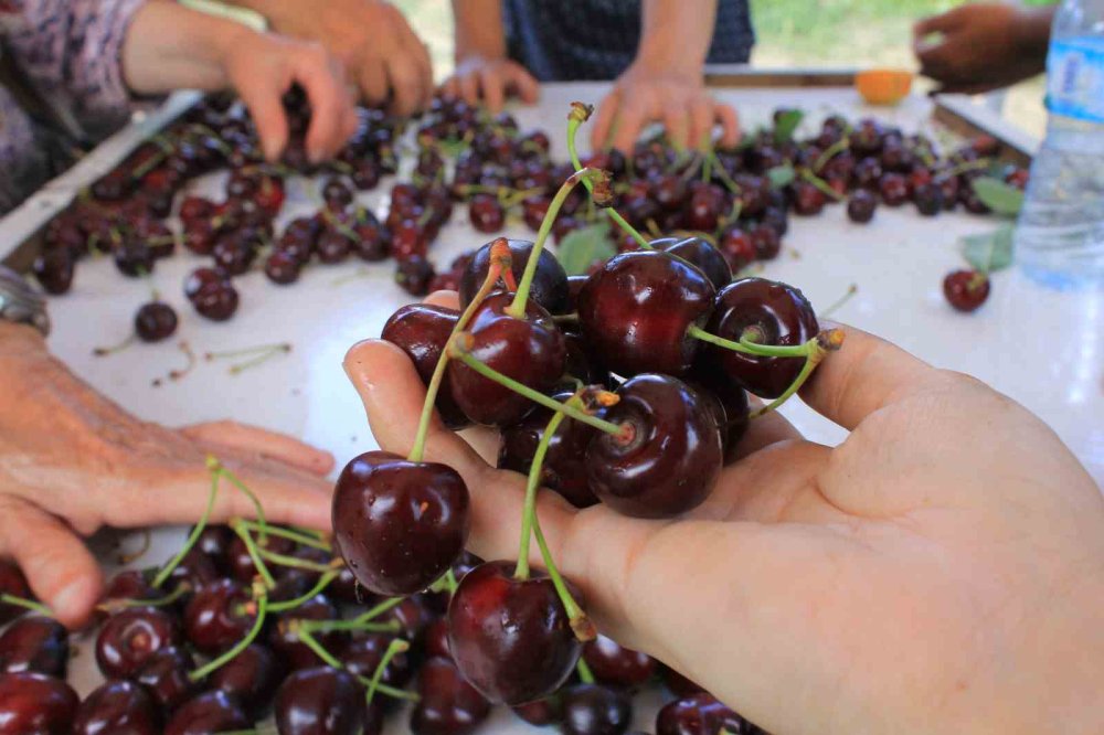 Yaş meyve ve sebze ihracatçıları kur dengesizliğinden şikâyetçi