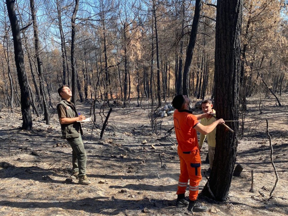 Yanan ağaçları tek tek saydılar