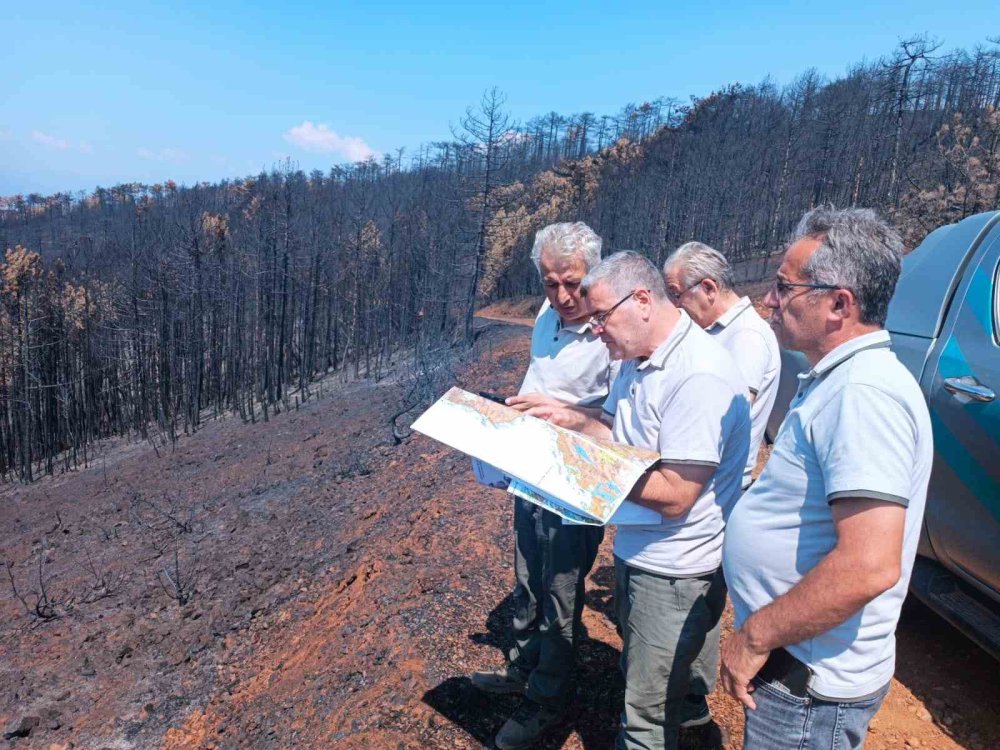Yanan ağaçları tek tek saydılar