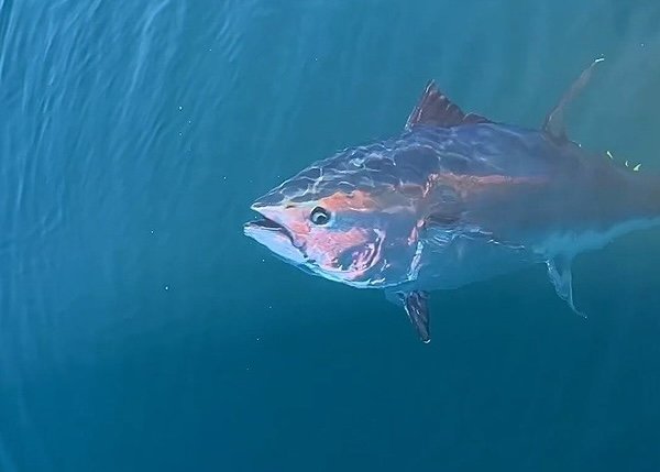 Türkiye yakalıyor, Japonya ve Güney Kore yiyor