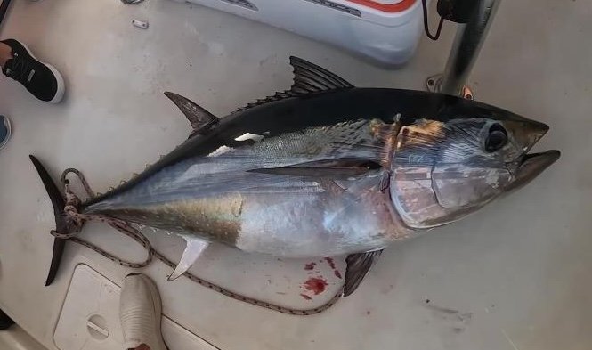 Türkiye yakalıyor, Japonya ve Güney Kore yiyor