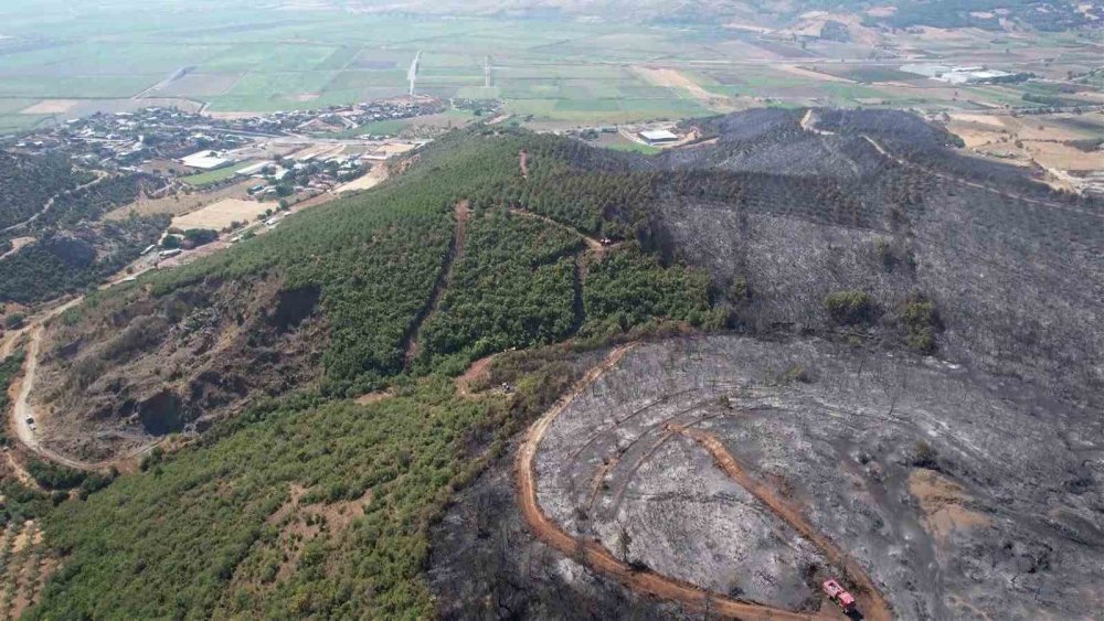 Yanan ormandan geriye bu görüntü kaldı