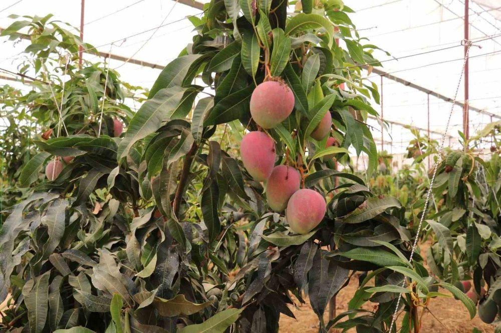 İlçeden Terkedeceklerdi Mango Gazipaşa'nın Kaderini Değiştirdi