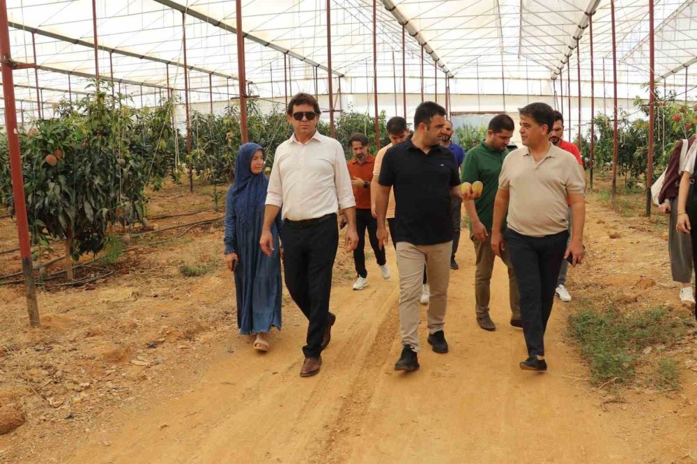 İlçeden Terkedeceklerdi Mango Gazipaşa'nın Kaderini Değiştirdi