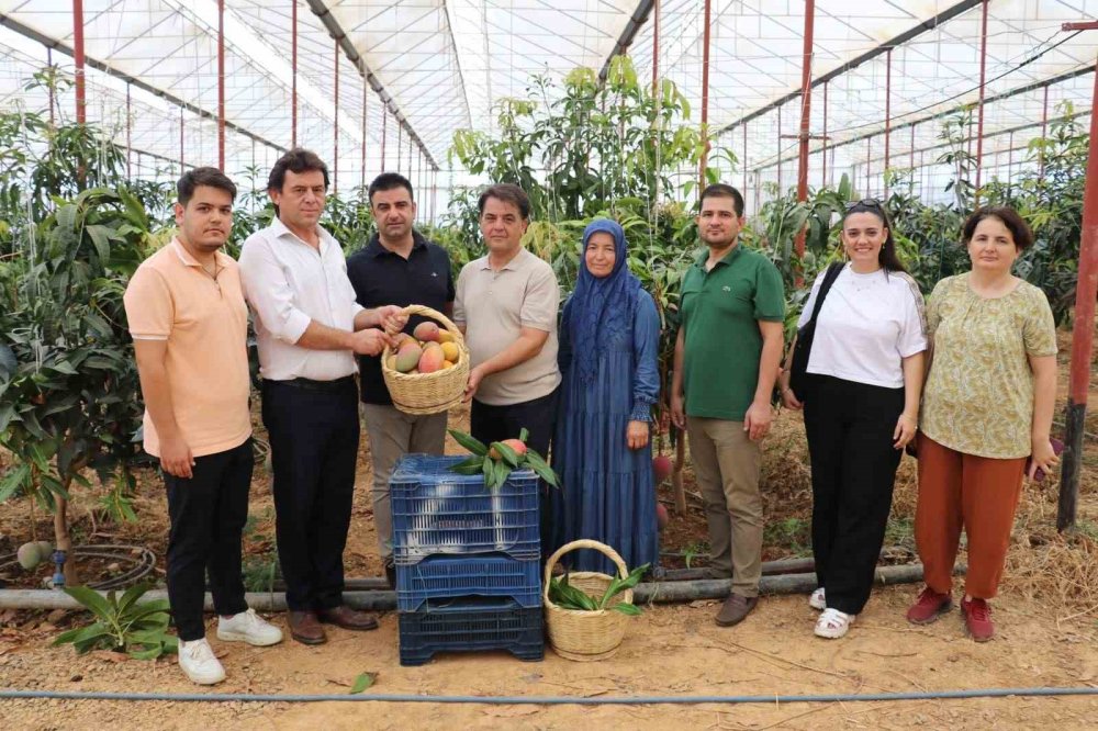 İlçeden Terkedeceklerdi Mango Gazipaşa'nın Kaderini Değiştirdi