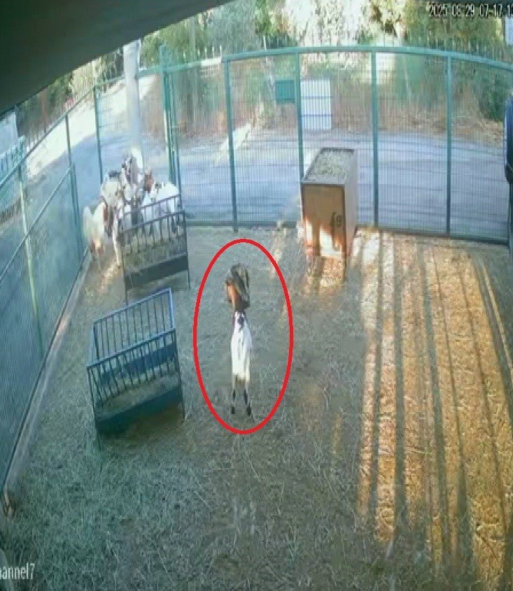 VİDEO HABER: Kafasına Poşeti Geçirip Diğerlerini Darladı