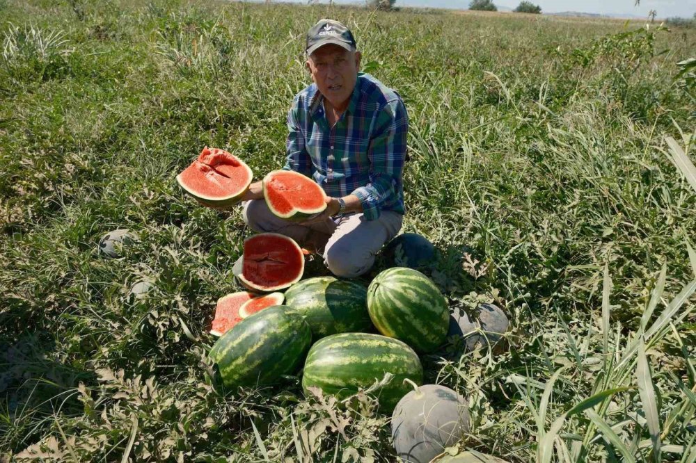 Konyalı Firma Malı Almadı, Bursalı Çiftçi Mağdur Oldu