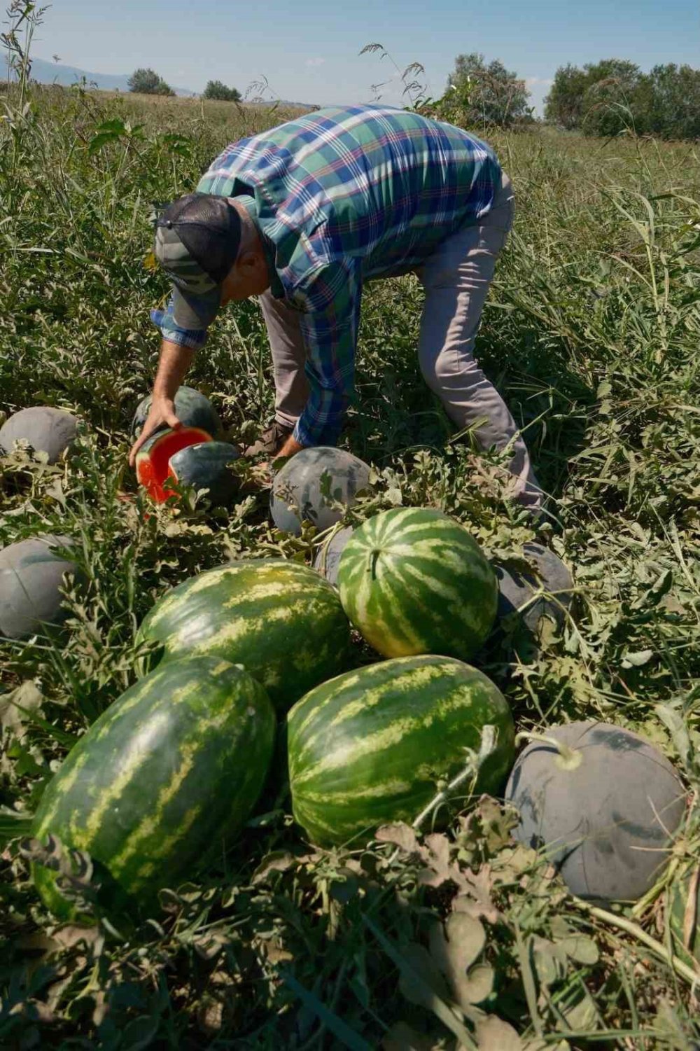 Konyalı Firma Malı Almadı, Bursalı Çiftçi Mağdur Oldu