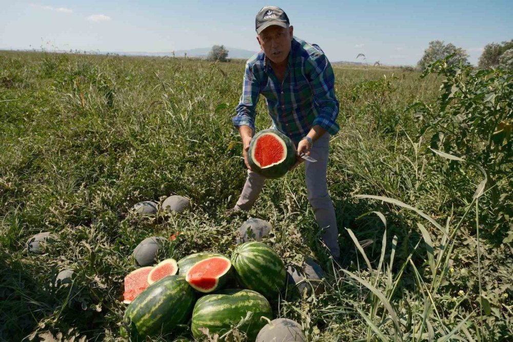 Konyalı Firma Malı Almadı, Bursalı Çiftçi Mağdur Oldu