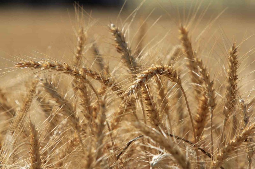 Mısır ve Buğdayda Üretim Artışı Gıda Fiyatlarını Düşürebilir mi?