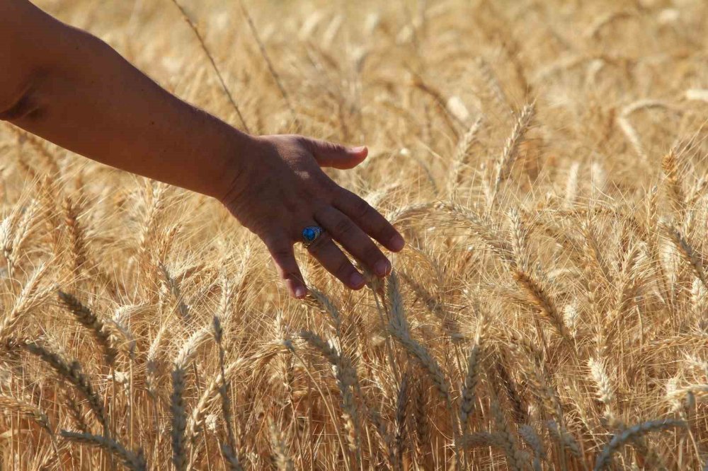 Mısır ve Buğdayda Üretim Artışı Gıda Fiyatlarını Düşürebilir mi?