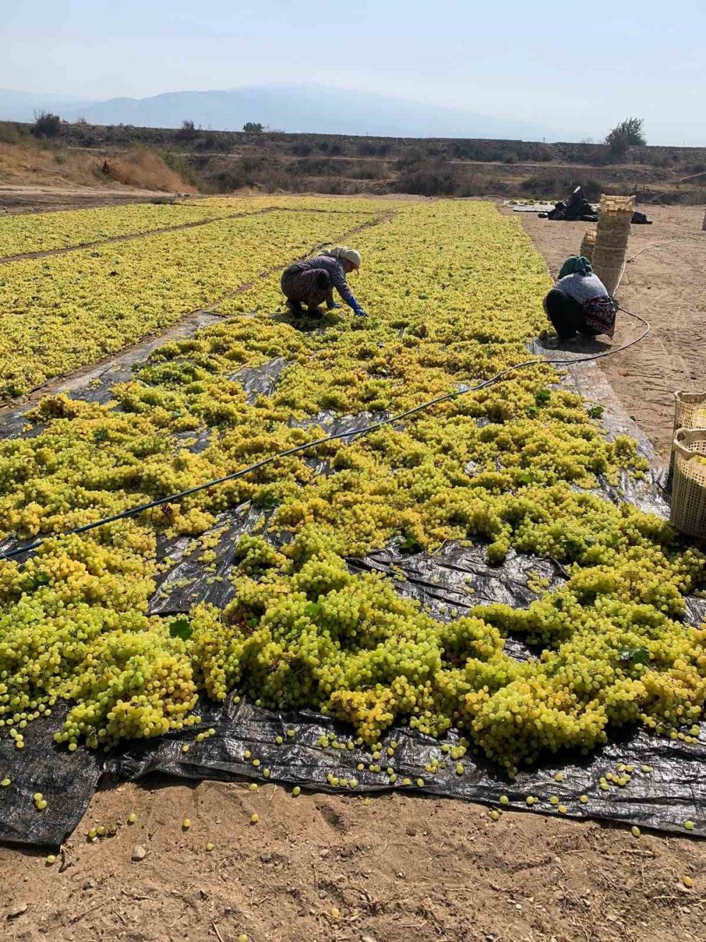 Üzüm Üreticisine Üçlü Darbe: Don, Dolu, Talep Krizi
