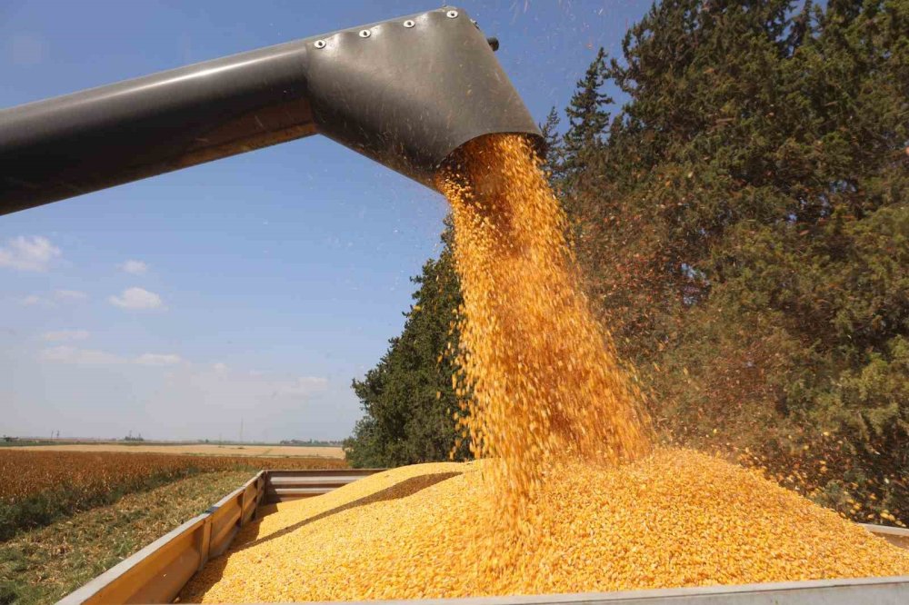 65 Yılın En Kurak Yazı Mısır Rekoltesini Vurdu