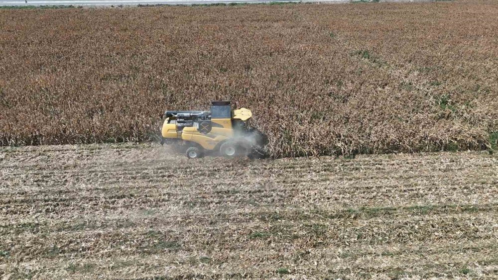 65 Yılın En Kurak Yazı Mısır Rekoltesini Vurdu