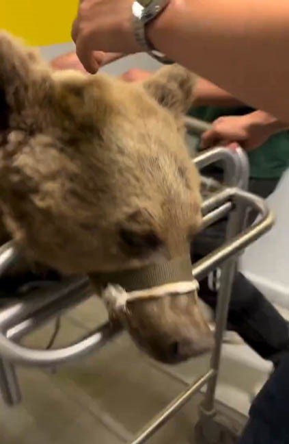 Yediği meyveden rahatsızlanan ayının MR’ı çekildi