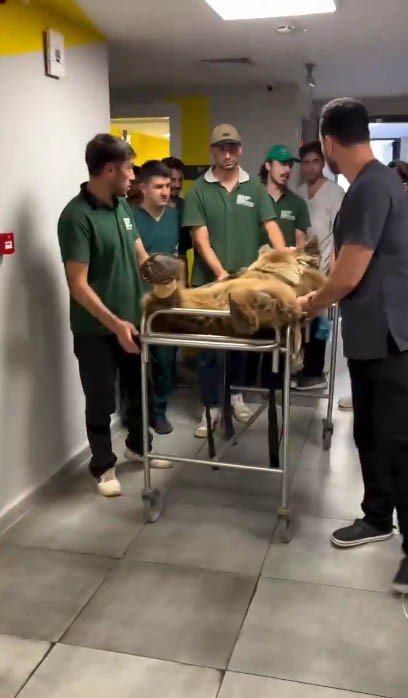 Yediği meyveden rahatsızlanan ayının MR’ı çekildi