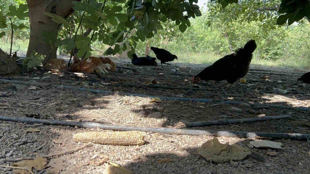 Kümese giren sokak köpekleri 70 tavuğu telef etti
