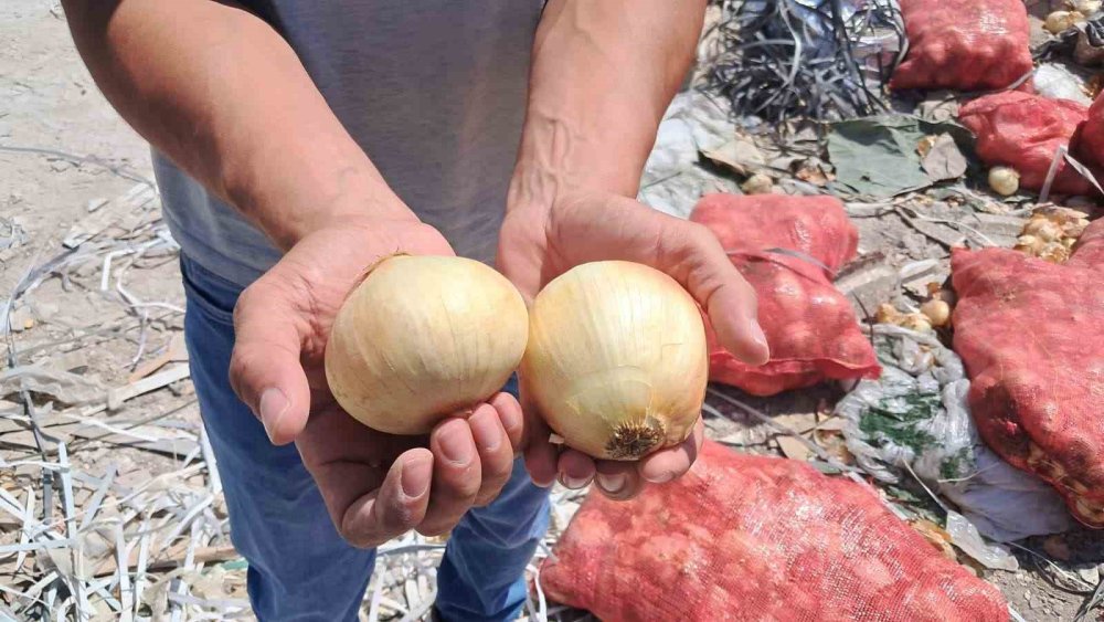 Tonlarca Kuru Soğan Boş Araziye Atıldı: Vatandaşlar Tepkili, Yetkililer İnceleme Başlattı
