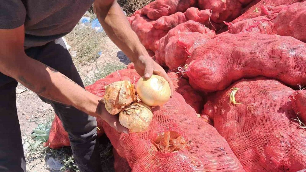 Tonlarca Kuru Soğan Boş Araziye Atıldı: Vatandaşlar Tepkili, Yetkililer İnceleme Başlattı
