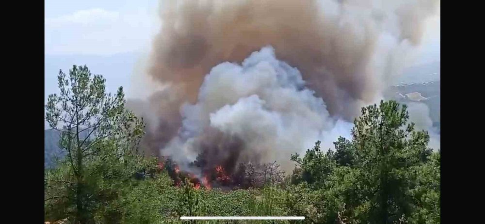 Bursa yine orman yangınıyla mücadele ediyor