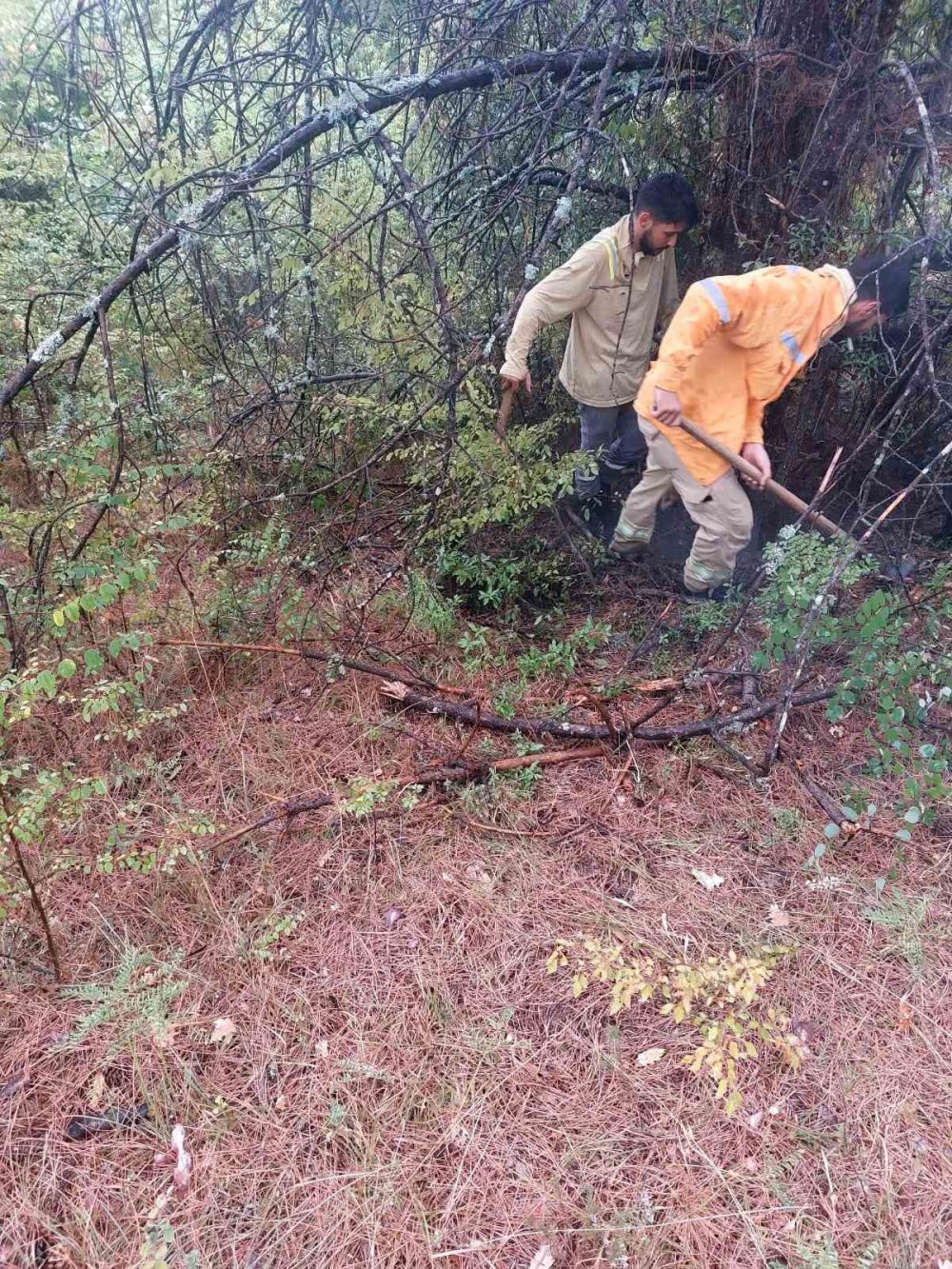1 saatte 4 ağaca yıldırım düştü
