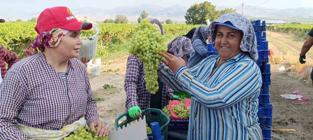 5,5 kiloluk üzüm salkımı ilgi odağı oldu