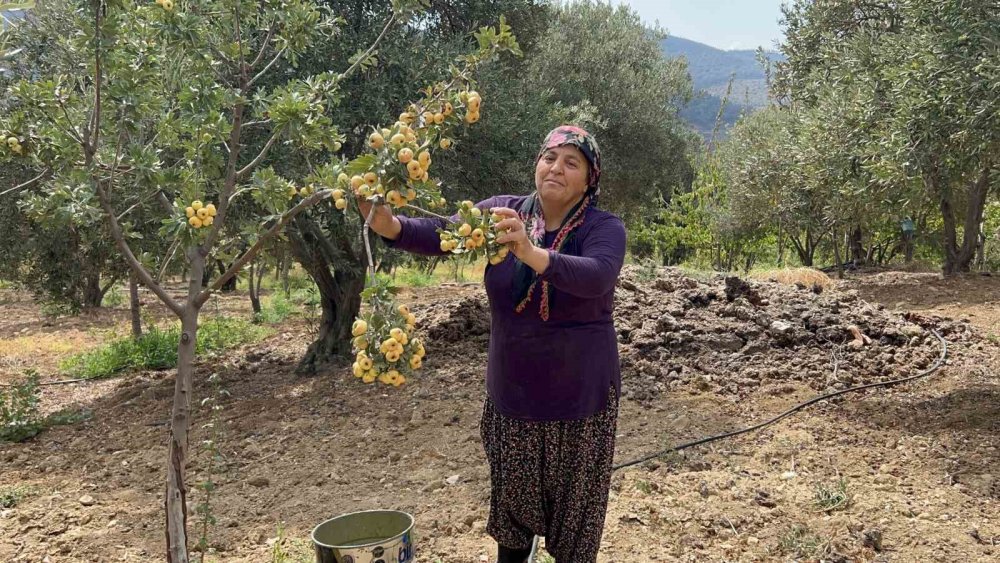 Alıçta hasat başladı: Kilosu 200 liradan satılıyor