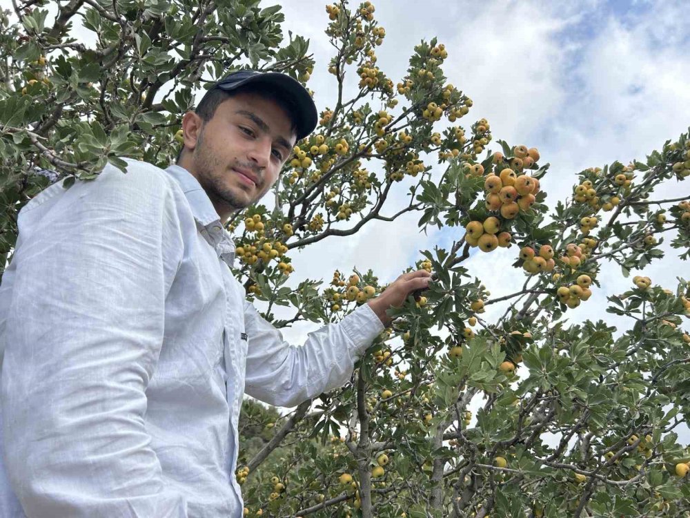 Alıçta hasat başladı: Kilosu 200 liradan satılıyor